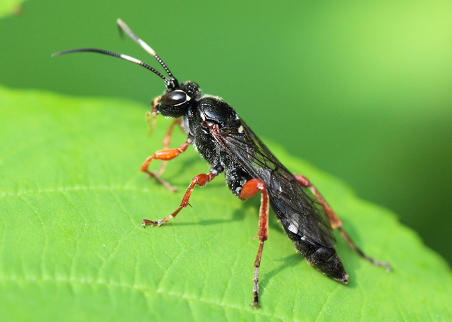 Coelinchneumon bilineatus?